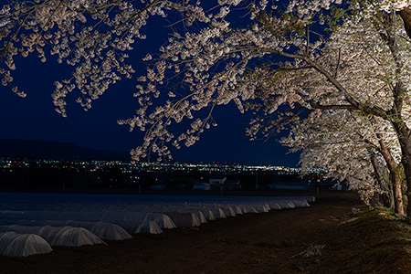 松前藩戸切地陣屋跡（野崎公園）の夜景
