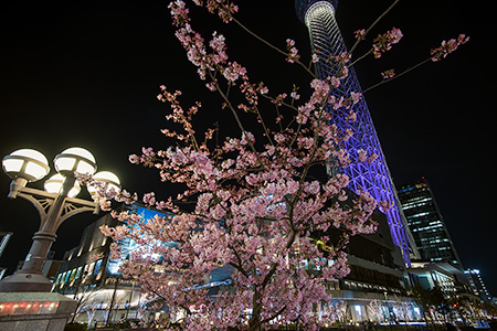 東京スカイツリー河津桜の夜景